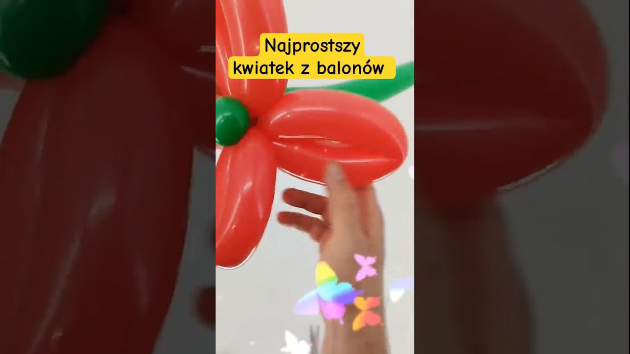 Prosty kwiatek z balon&oacute;w do modelowania -balonowy kwiat z długich balon&oacute;w #balony #kwiatekzbalonow