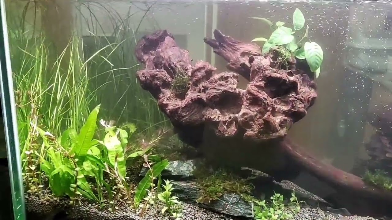 MY RIVER AQUARIUM / DUBAI AQUARIUM / Thank you to NATIONAL AQUARIUM AND PET WONDERS / DRIFT WOOD 