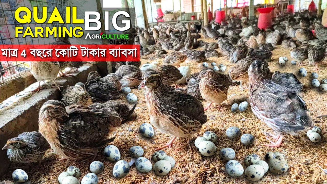 পশ্চিমবঙ্গে দ্বিতীয় বৃহত্তম কোয়েল ফার্ম | Big QUAIL FARMING | 50,000 बटेर पालन | Quail Bird Farming