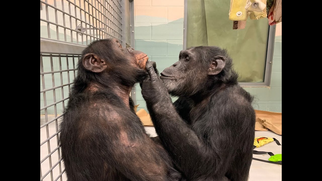 Grooming with Cy and George