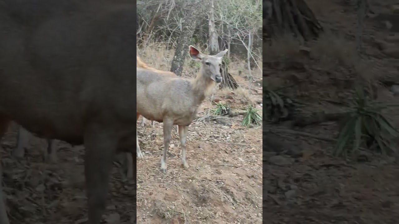 Tirumala Ghat Road Animal s 