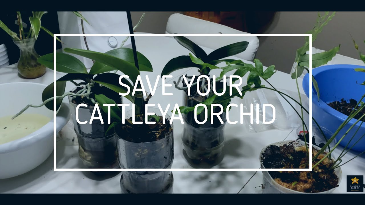The BEST Way of Saving and Replanting Cattleya Orchids From Fern