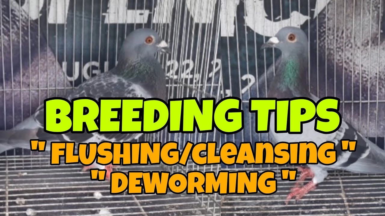 PIGEON BREEDING TIPS PART 1 | CLEANSING/FLUSHING & DEWORMING
