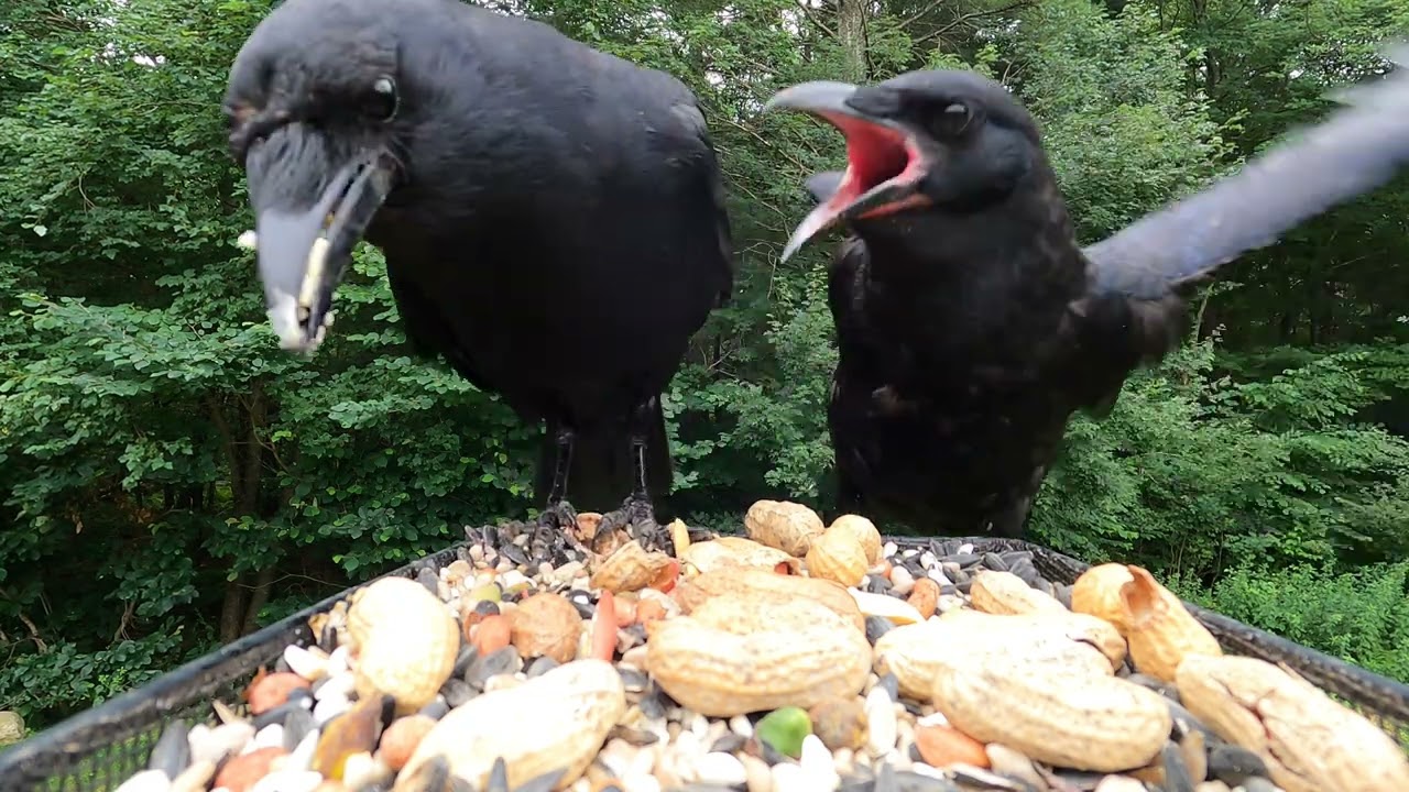 Very noisy... very hungry baby crow