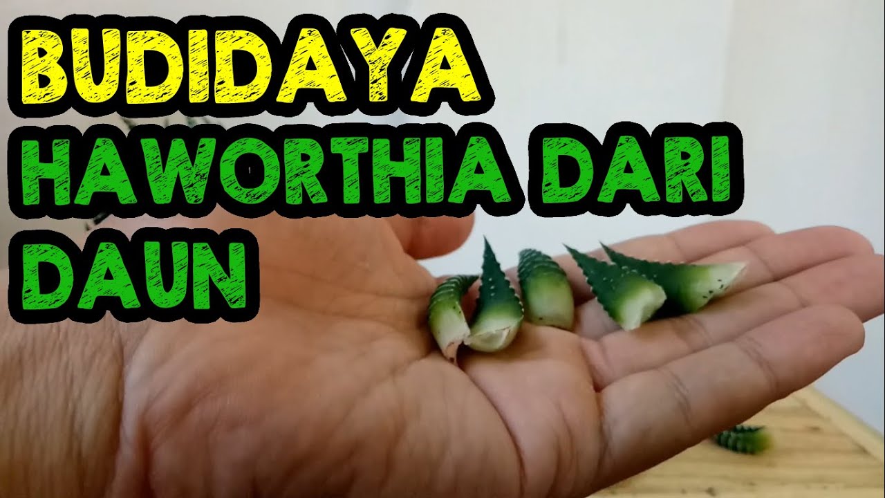 CARA MEMPERBANYAK SUKULEN HAWORTHIA DARI DAUN