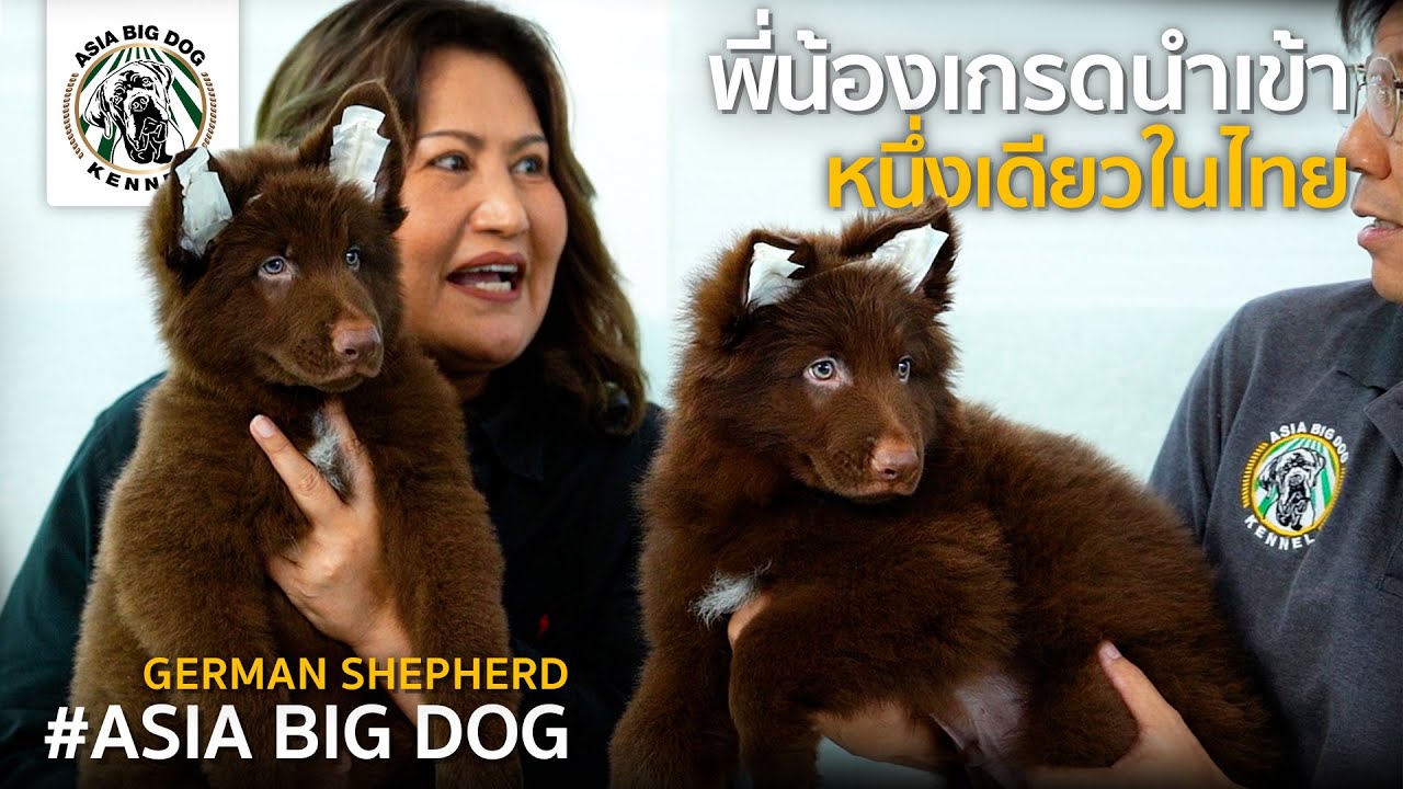 ชมลูกหมาน่ารัก 40 วันจากฟาร์มของเรา! I German Shepherd I