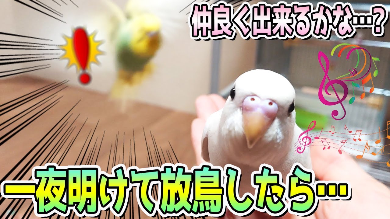 白いセキセイインコ【はく】のお迎え翌日