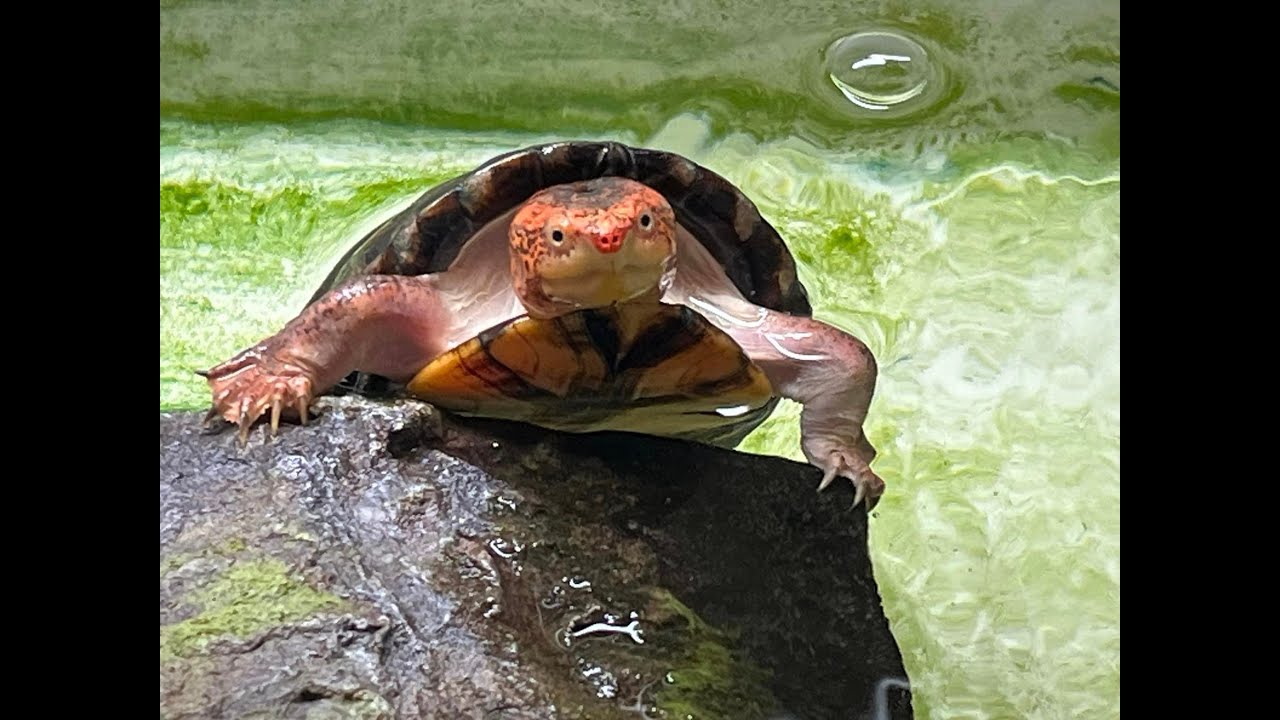 Scorpion Mud Turtle Setup --- scorpion mud turtle,  Kinosternon scorpioides