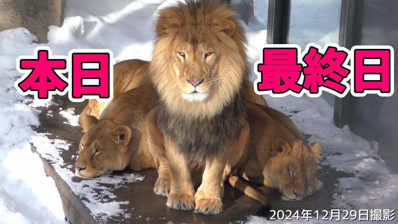 《旭山動物園ライオン＆トラ》愛妻娘に挟まれるオリト。大きなプレゼントと遊ぶレイ。オリト＆ザリアファミリーvol606/Dad sandwiched between wife＆daughter