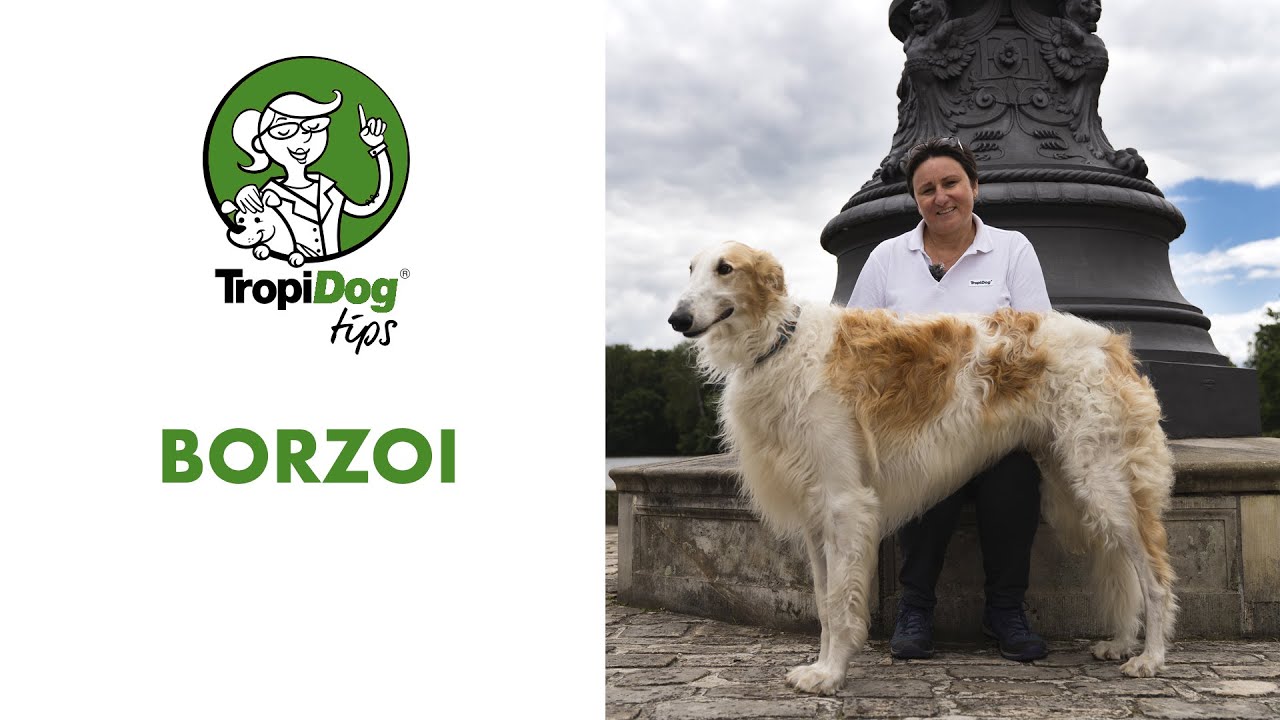 Borzoi