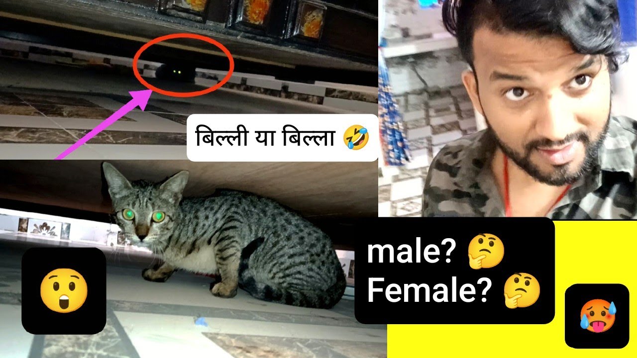घर मे बिल्ली आ गयी 😨  nikalne me hua halat panchar🤥