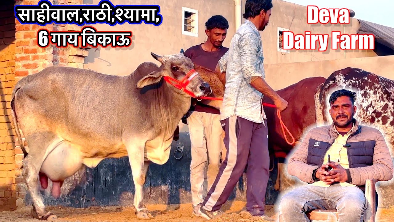 साहीवाल,राठी,श्यामा थारपारकर 6 गाय बिकाऊ ( deva dairy farm) #rajusirsa 