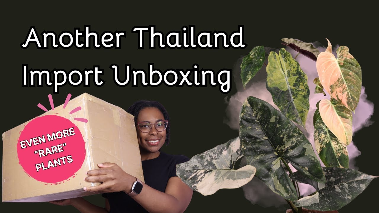 Распаковываем ещё больше импортных товаров для магазина | Проект &laquo;Редкие&raquo; растения