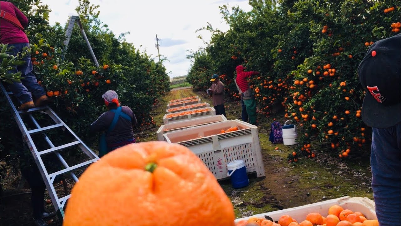 Trabajadores de Campo USA/Pisca de Mandarina en el Valle Central/AMAZING TANGERINE