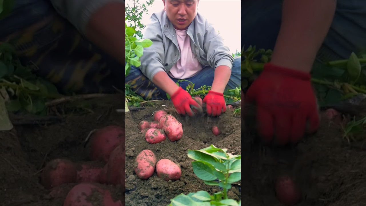 Fresh Farm Potatoes Harvest! 🥔✨#farming #potatoes #harvest #organic #nature
