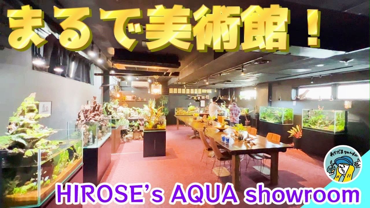 【アクアリウム】まるで美術館のようなアクアショールームがオープンしました（ヒロセペット谷津店2階！無料で入場できます）