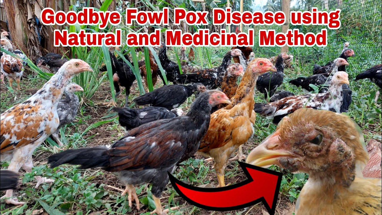 Fowl pox sa Manok, Paano Gamutin at Maiwasan | Expert Tips