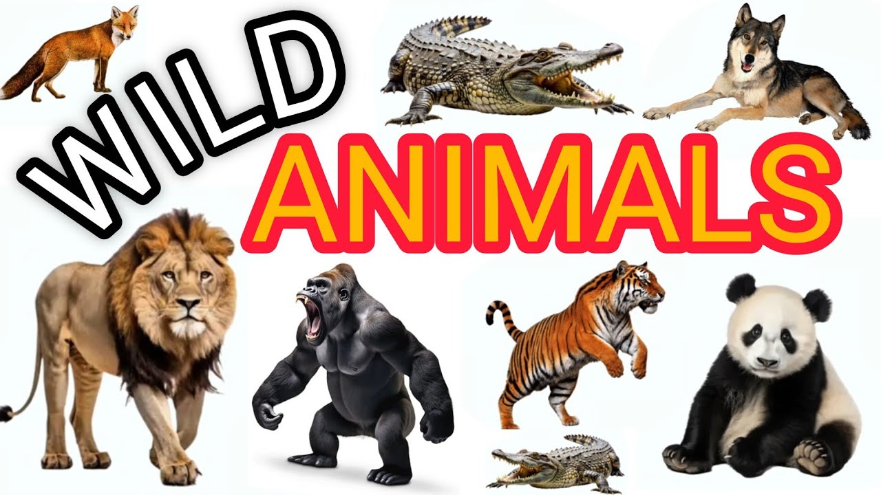 जंगली जानवरों के नाम । Learn wild animal name's in English Hindi with pictures and vocabulary video 