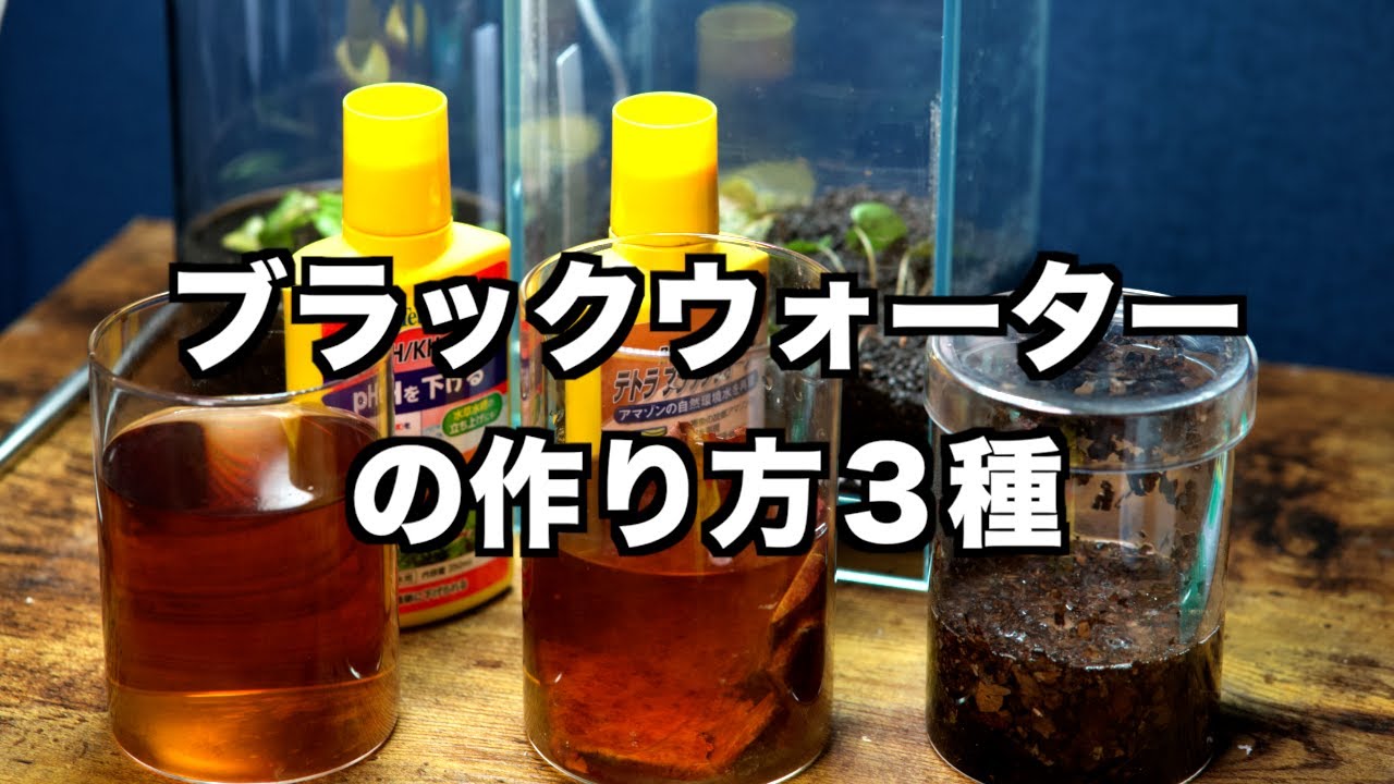 【クリプトコリネ研究】③ ブラックウォーターの作り方 ３種 pHを下げる【パルダリウム】