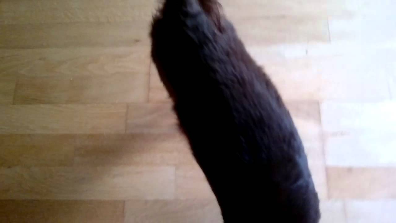 Perro que se muerde la cola