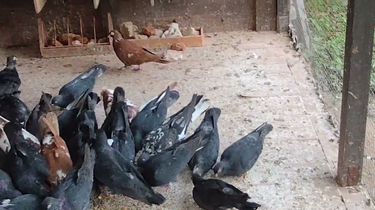 Z wizytą w Śląskiej 💣hodowli Tiplera Zagłębiowskiego👏 Zapraszam na film 👍👏🤝