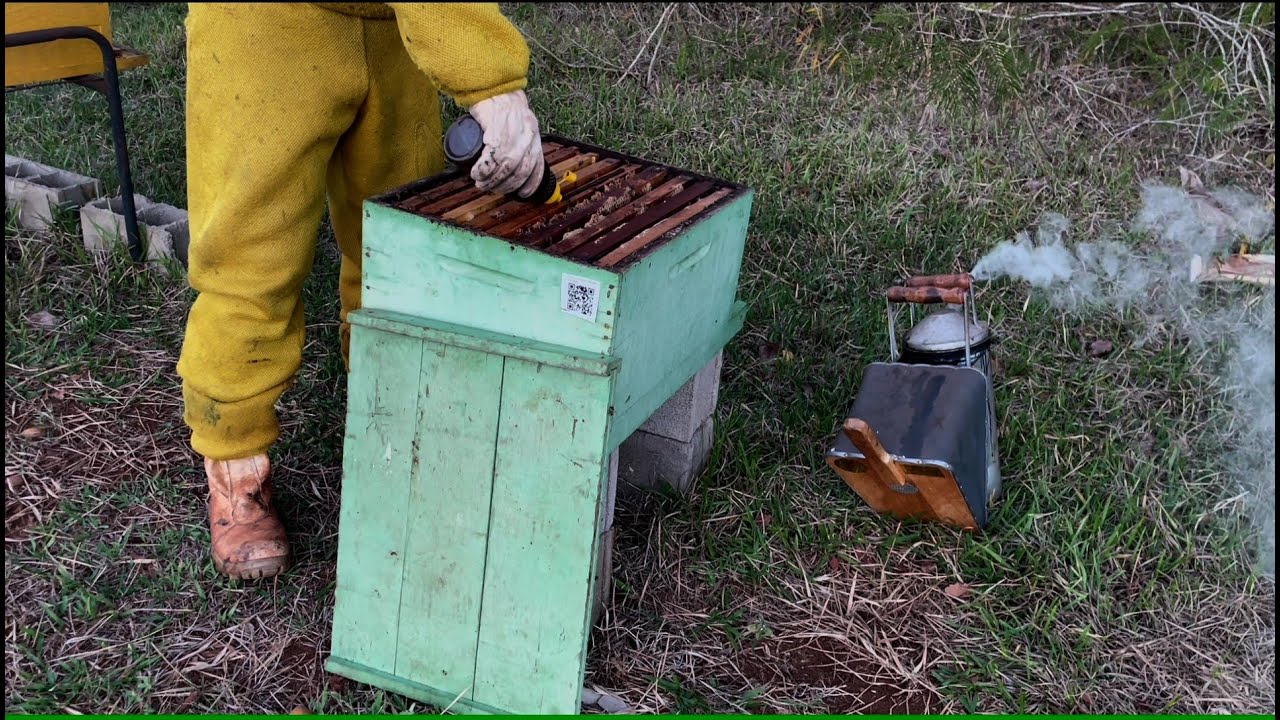 Alimentação PROTEICA funciona? Série apiário do ZERO