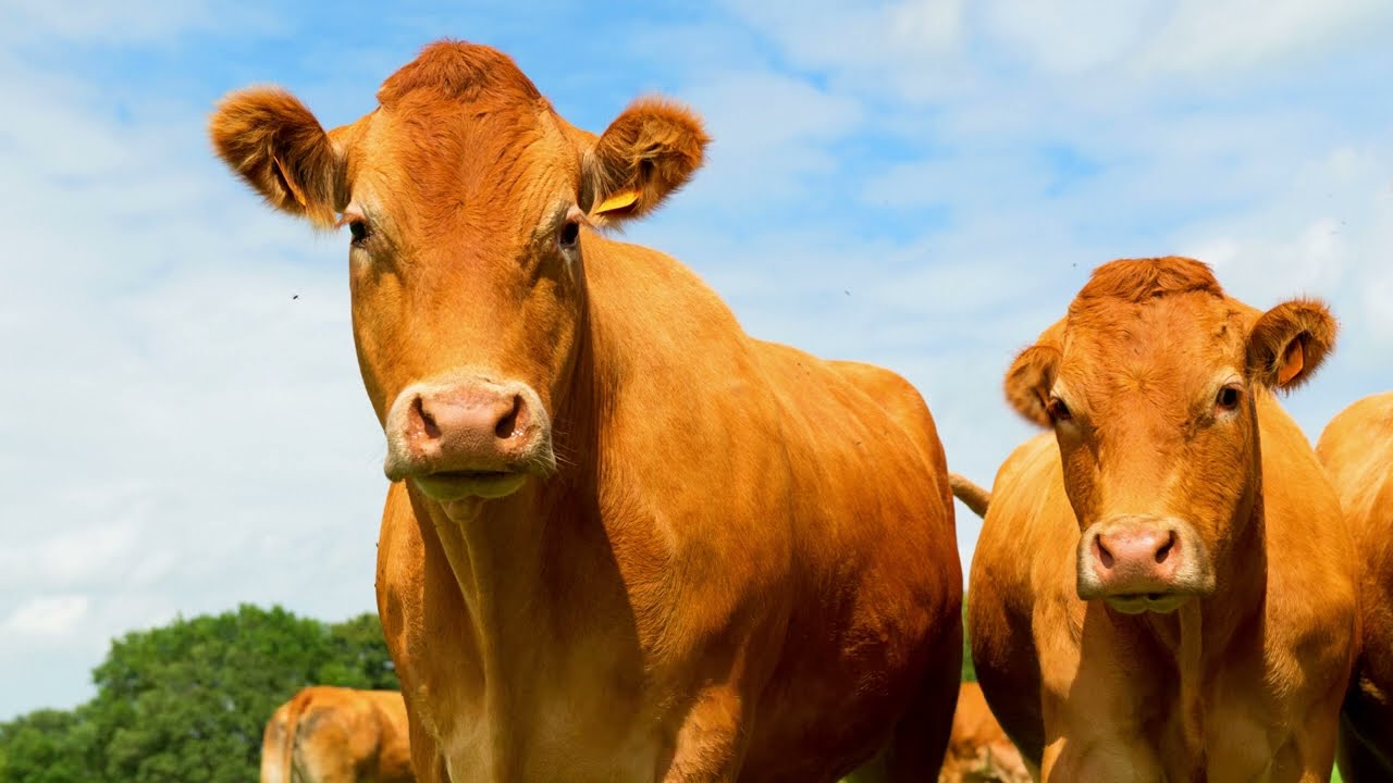 10 Most Stunning and Beautiful Cow Breeds from Around the World &bull; Cow Video