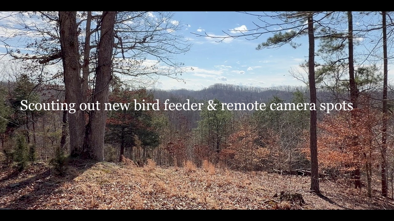 Scouting the back slope for new bird feeding station locations
