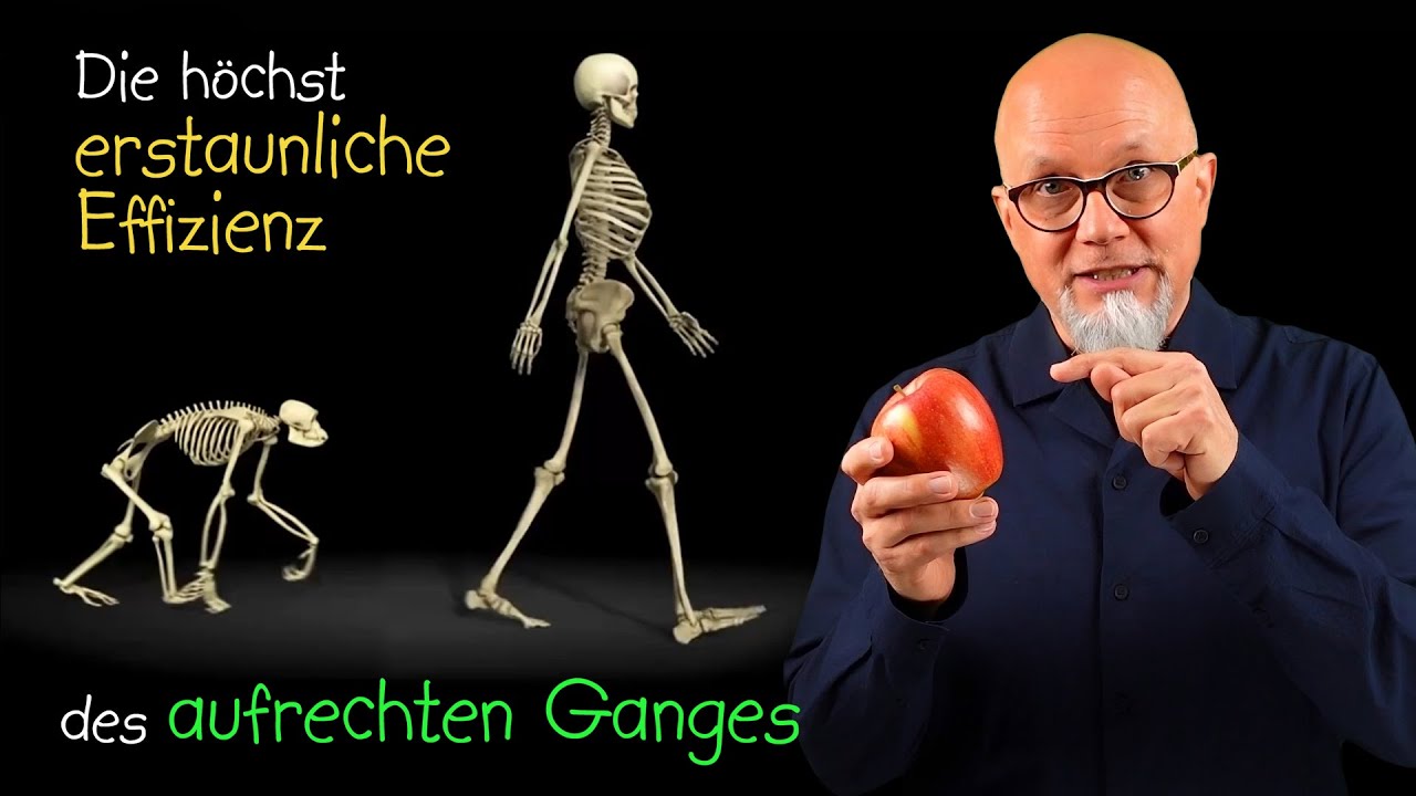 Warum das aufrechte Gehen so wenig Energie benötigt – und warum das heute ein Nachteil ist!