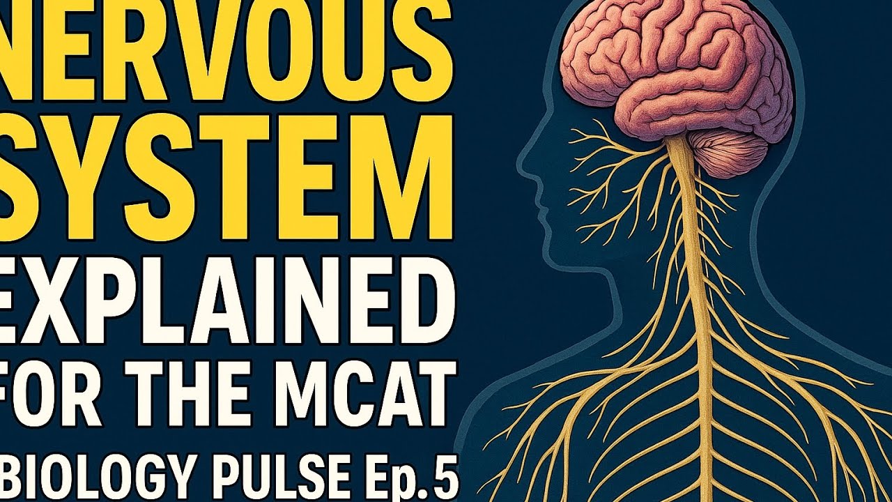 Объяснение работы нервной системы для подготовки к MCAT: ЦНС, ПНС и нейротрансмиттеры | Biology P...