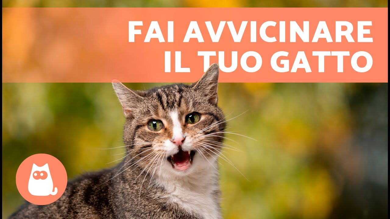 Miagolii per ATTIRARE I GATTI 🐱🔊 (Suoni per far avvicinare il tuo gatto)