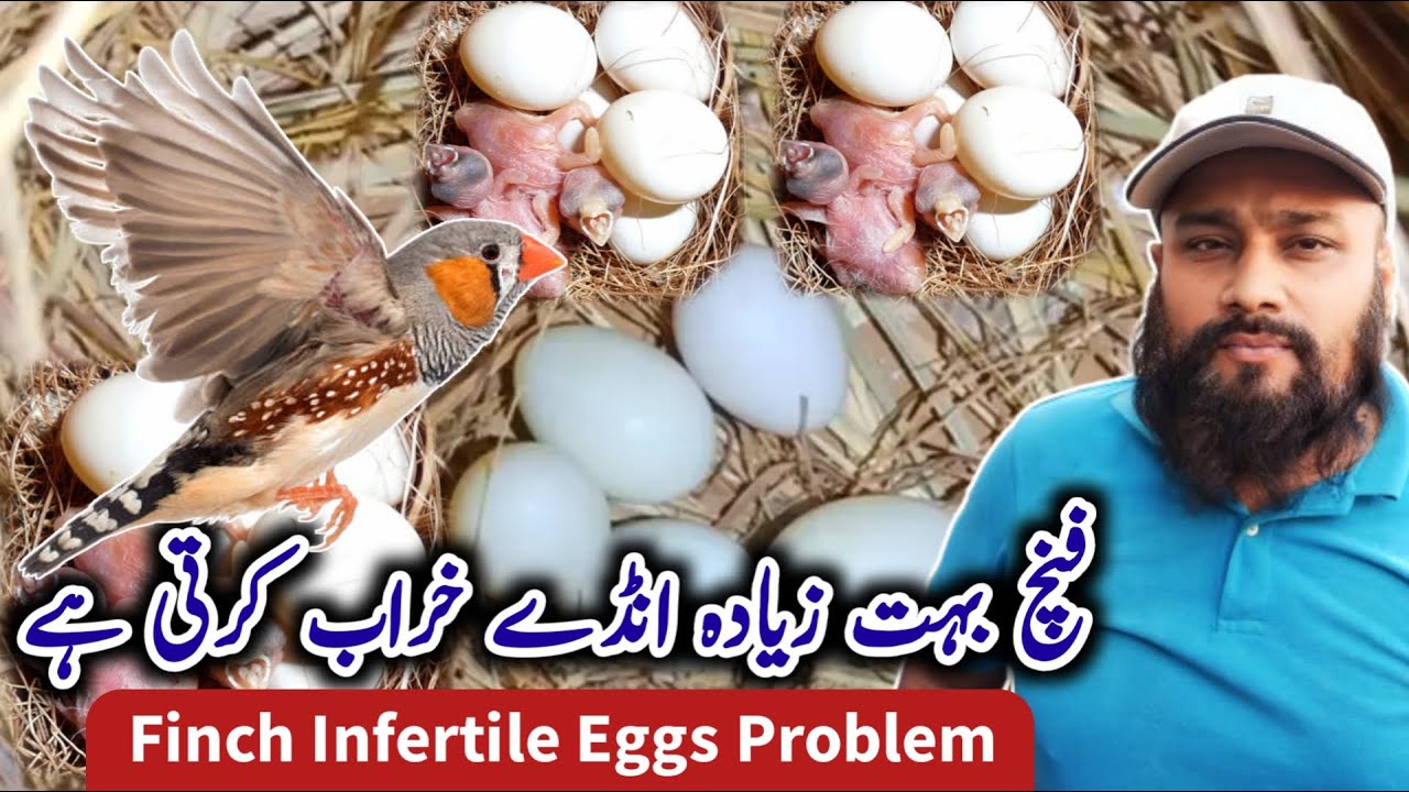Why Finches Waste A Lot Of Eggs | Finch Infertile Eggs Problems | Saad Bhai Lalukhet