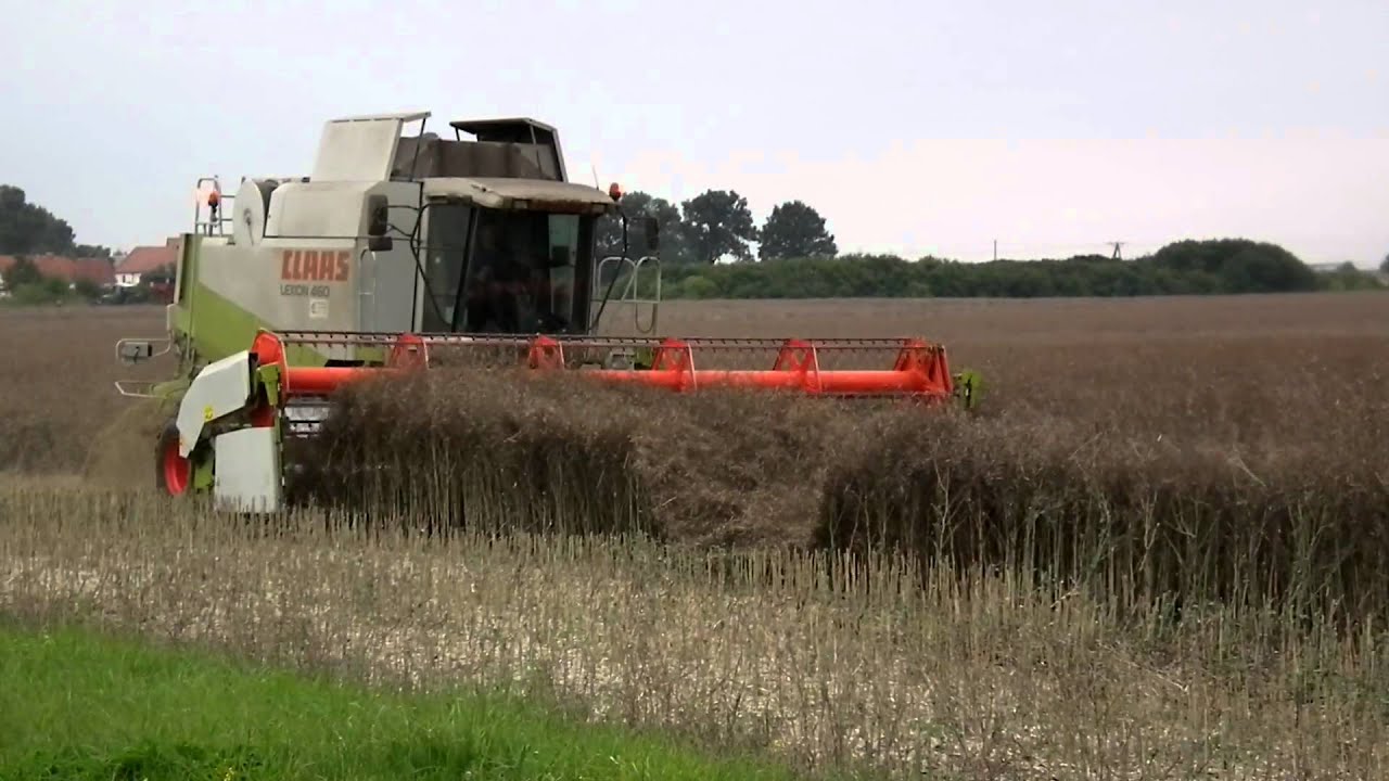 claas lexion 460 x2 żniwa rzepaku 2011 (dolnośląskie)