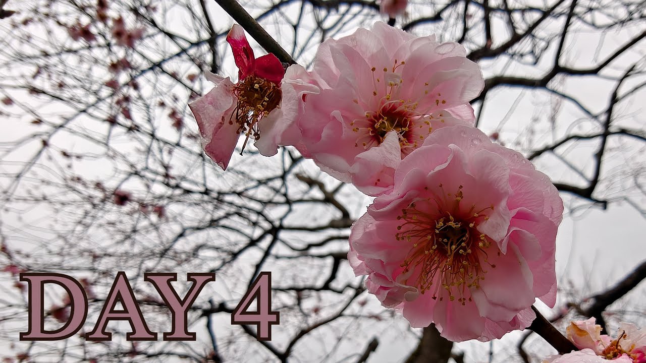 JAPAN 2025 | DAY 4 | Mito / Ueno park (Tokyo)