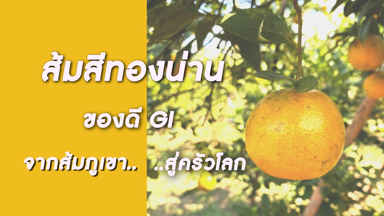 #ส้มสีทองน่าน คุณภาพจีไอ ความแตกต่างของรสชาติ #ส้มภูเขา : 14 ม.ค.64