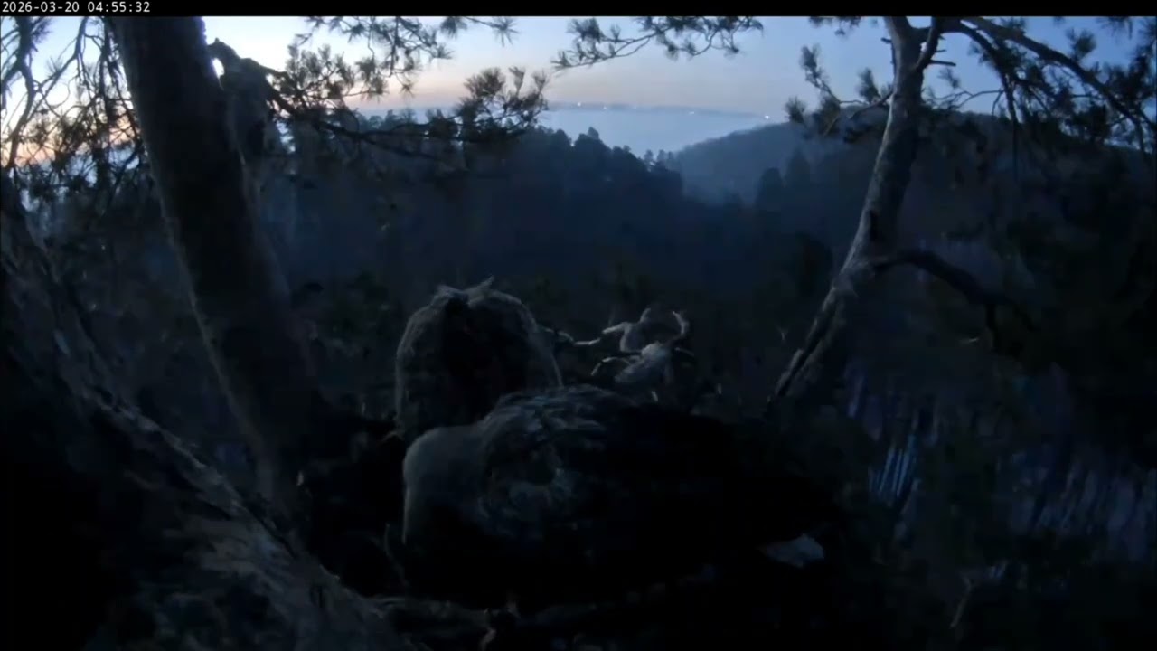 20.03.2026 Камычи. Рано утром Камычи начинают рабочий день.