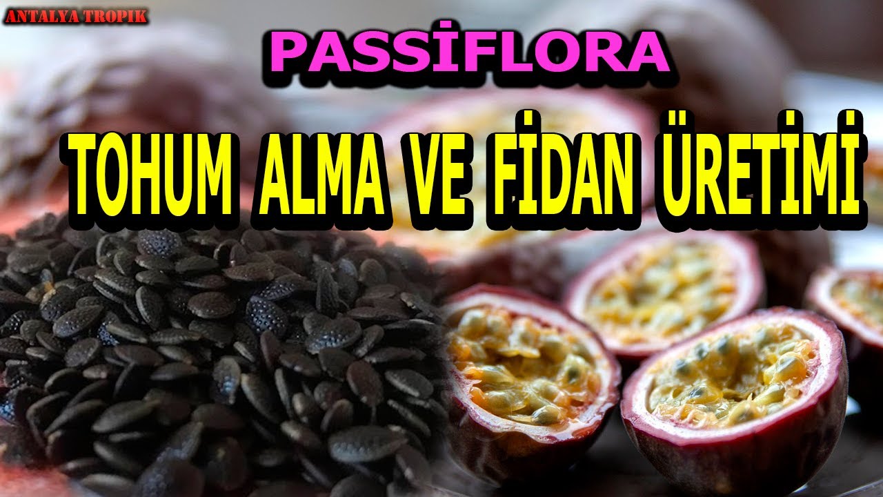Passiflora Çarkıfelek Yetiştiriciliği - Tohum Alma ve Tek Tür Meyve Üretimi