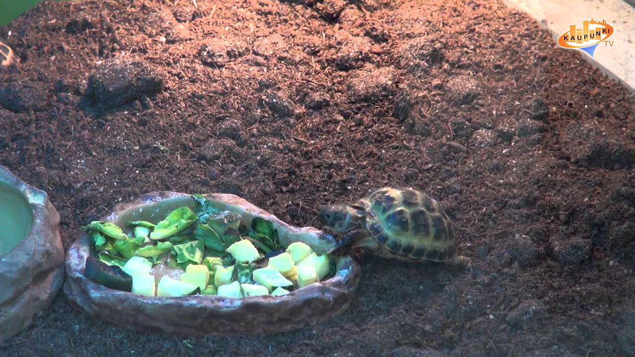 el&auml;inkauppa ammattiesittely