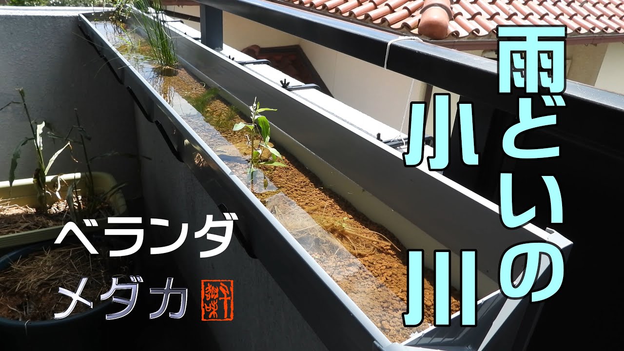 ベランダ メダカ～①雨どいで小川づくり　[ENG sub]　Medaka in balcony　①Stream of gutter