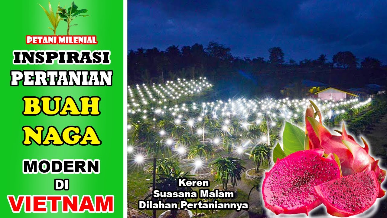 PERTANIAN MODERN BUAH NAGA DI VIETNAM | INSPIRASI PERTANIAN | PETANI MILENIAL