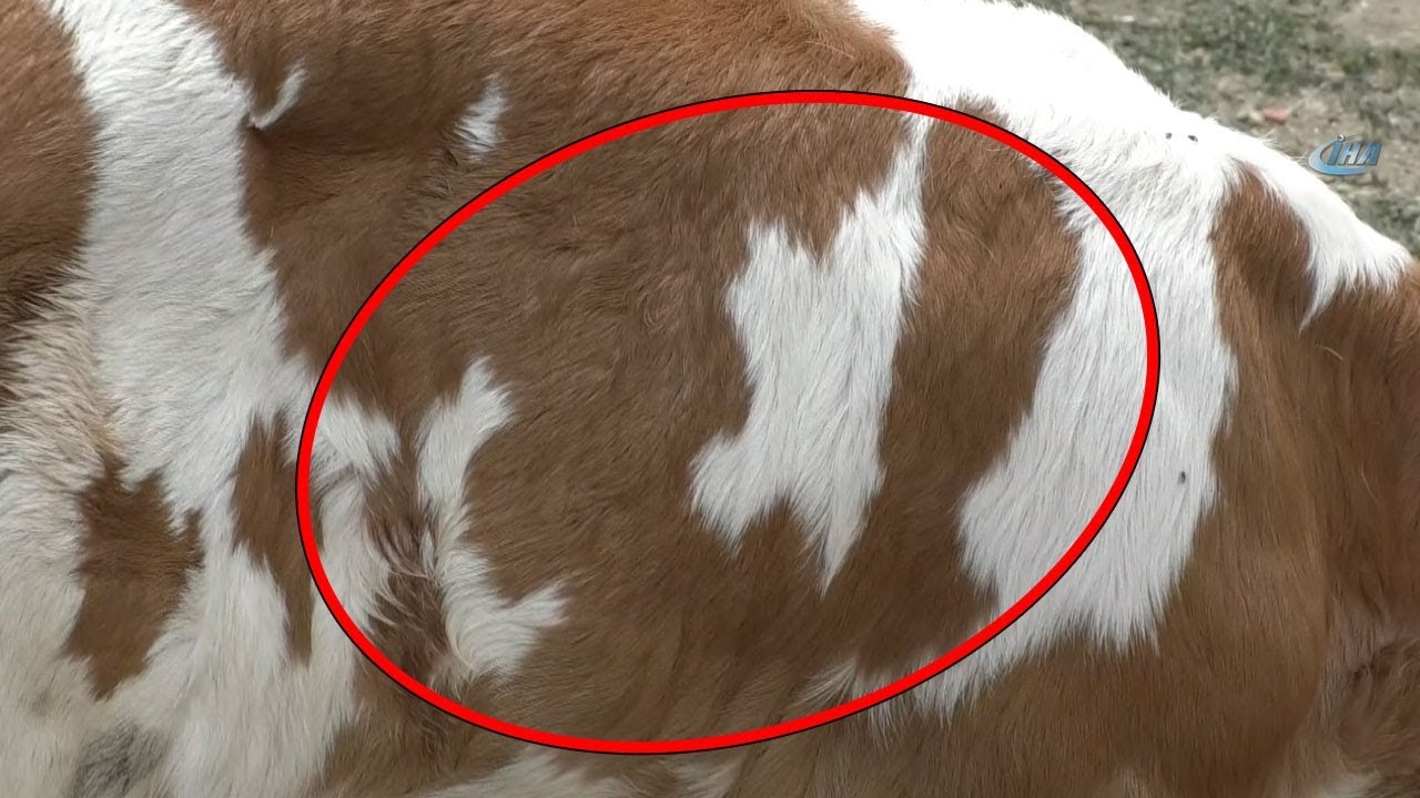 Ay Yıldız Desenli Buzağı Görenleri Şaşırtıyor