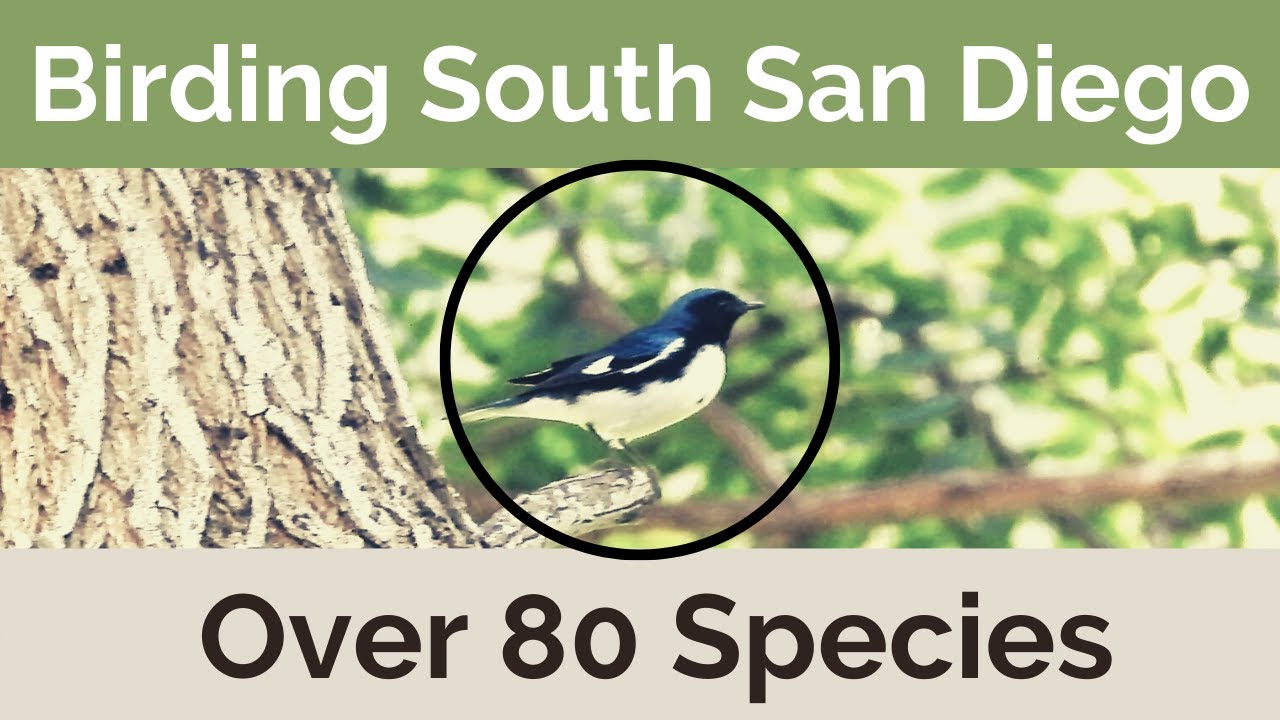 Birding South San Diego. Over 80 Bird Species! Migration, Rare Sightings & Lifers!
