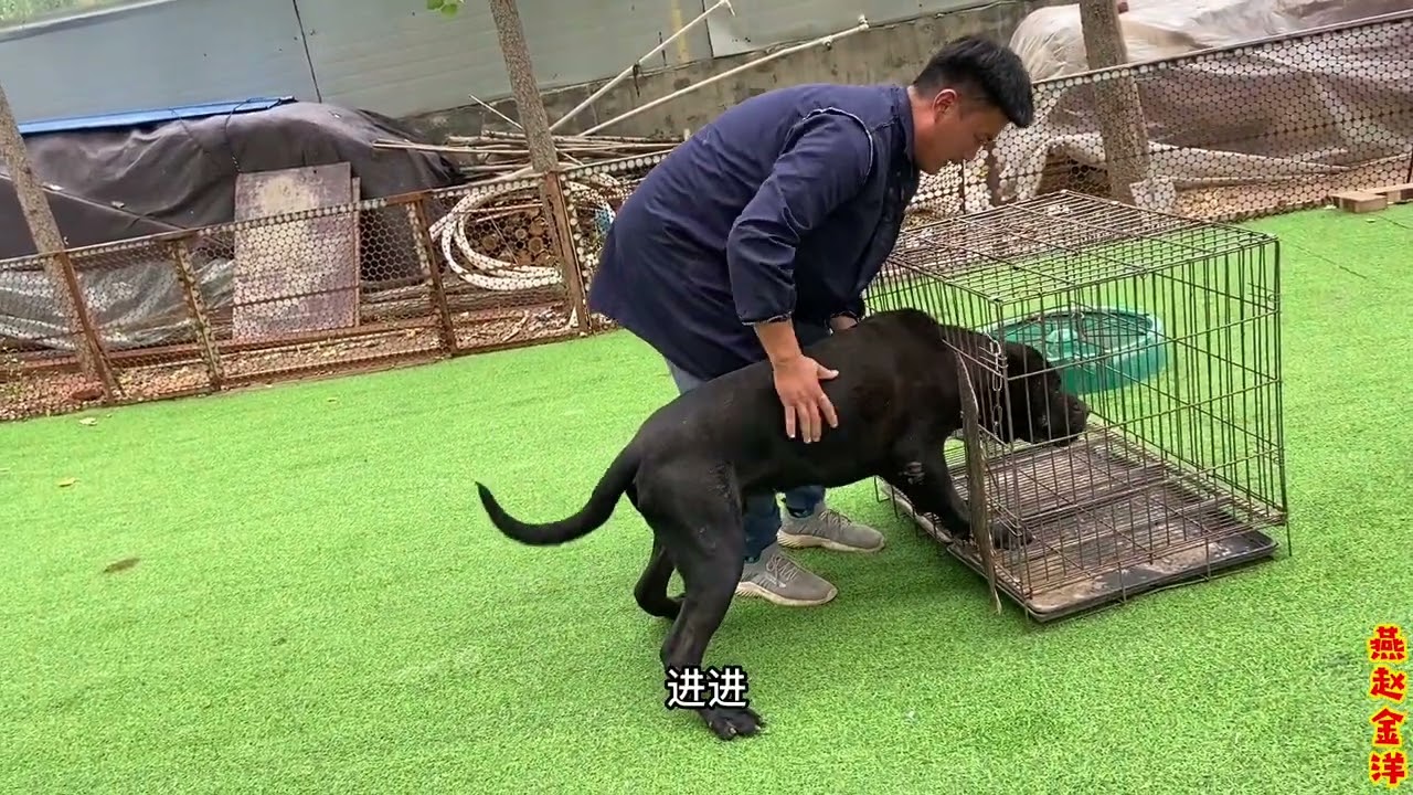 加纳利闪电来新家一只不适应，金洋给他称个体重是真难控，看看具体多少斤