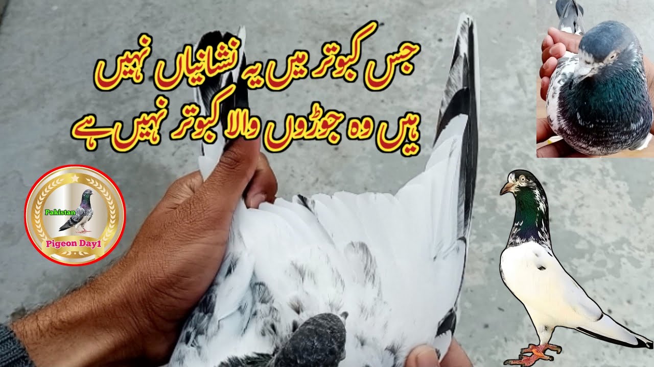 Breeding Walay Pigeon Ki Amazing Tips | Amazing Kabootar Tips | Pigeon Day1