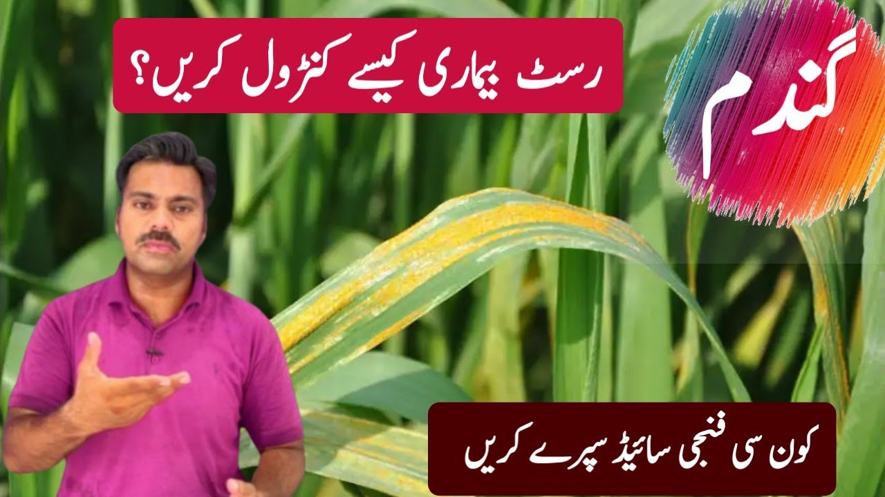 How to control rust disease in wheat crop | Wheat rust disease and its management |Abid Ali Agrarian