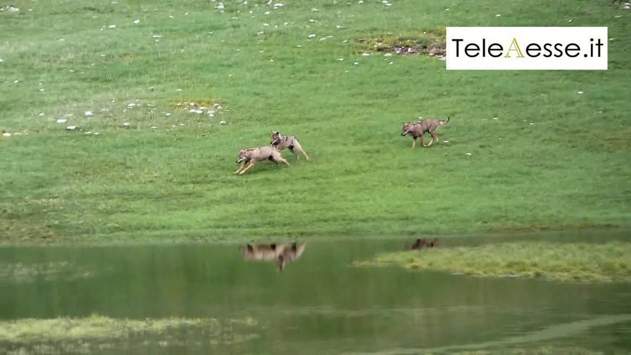 Lupi che giocano al Lago Vivo di Barrea, corse sfrenate e tuffi nell'acqua