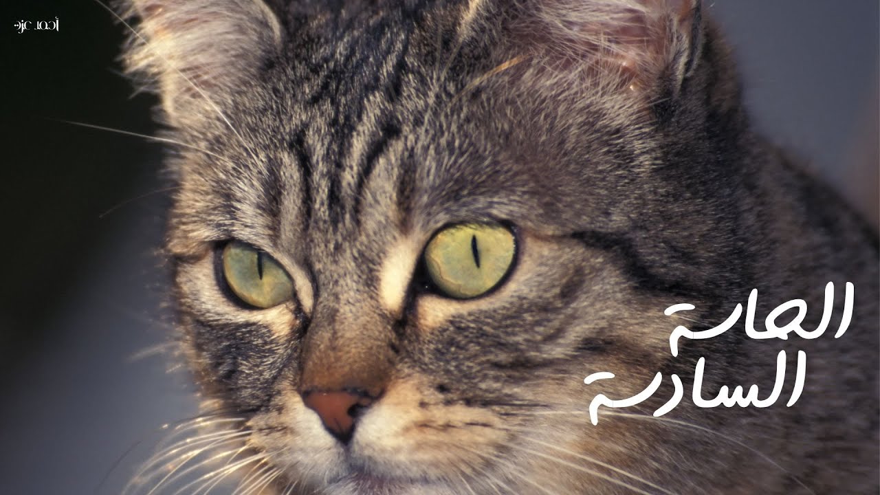الحاسة السادسة