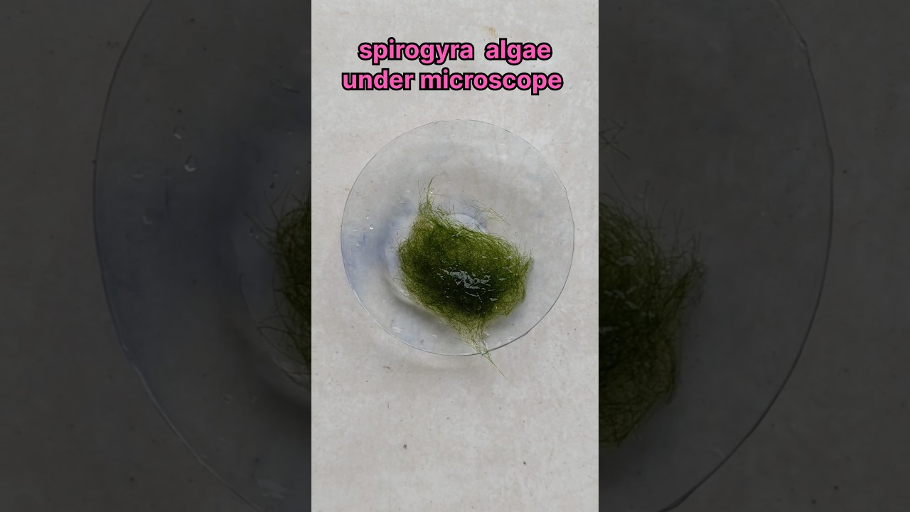 spirogyra algae under microscope experiment #shorts #biology #scienceexperiment