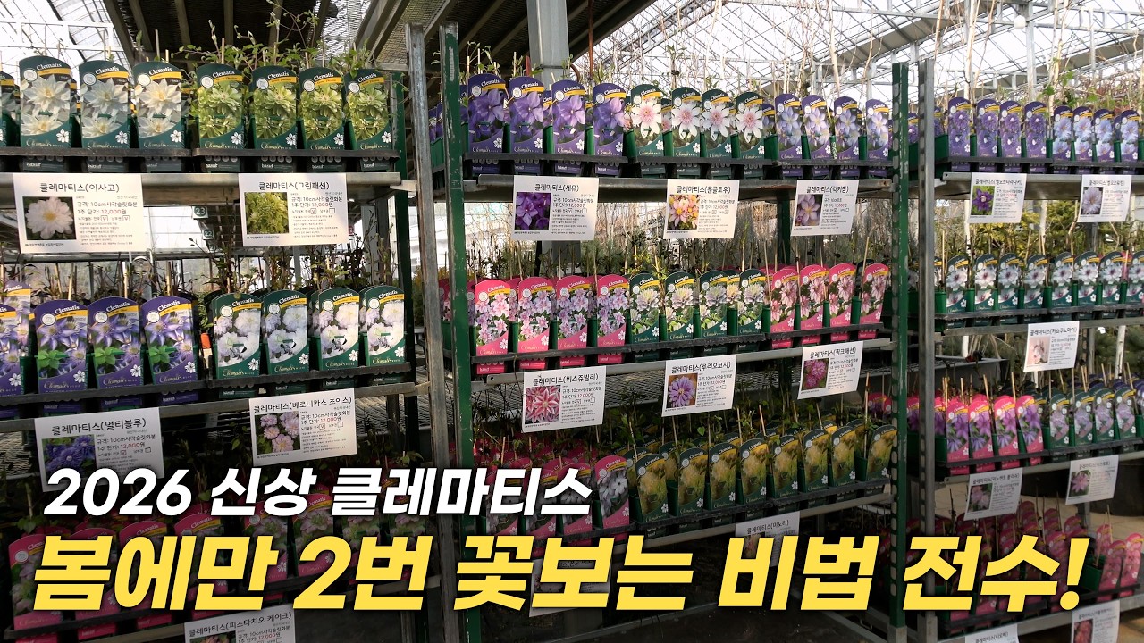 주목! 26년 신상 클레마티스가 입고 되었다구요~!🏵️