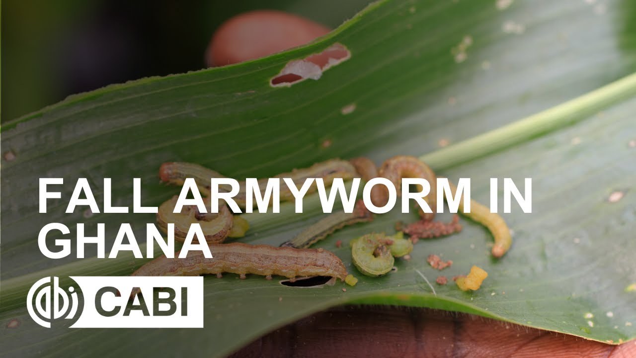 Fall Armyworm in Ghana